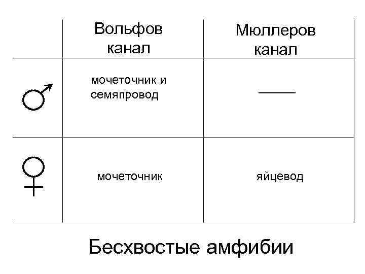 Вольфов канал Мюллеров канал мочеточник и семяпровод мочеточник яйцевод Бесхвостые амфибии 