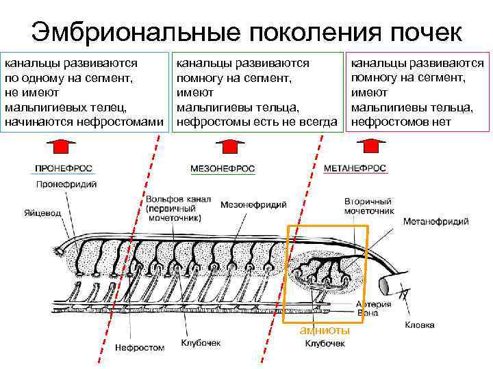 Эмбриональные поколения почек канальцы развиваются по одному на сегмент, не имеют мальпигиевых телец, начинаются