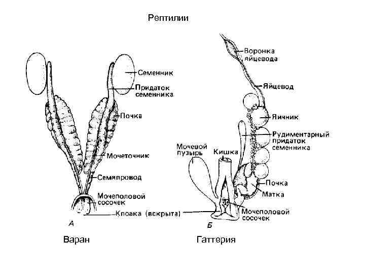Рептилии Варан Гаттерия 