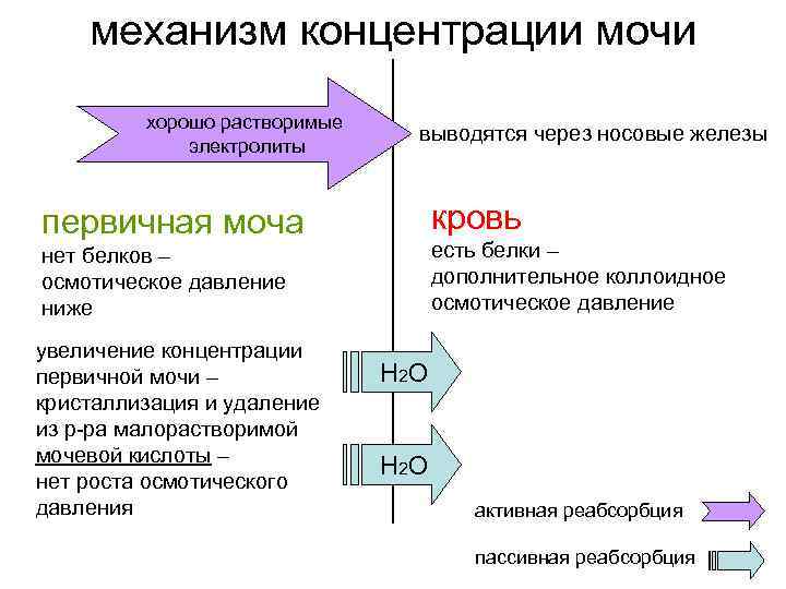 механизм концентрации мочи хорошо растворимые электролиты выводятся через носовые железы кровь первичная моча есть