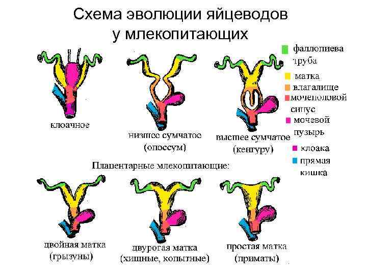 2 матки. Яйцевод у млекопитающих. Схема эволюции яйцеводов млекопитающих. Типы маток у животных. Матка млекопитающих.