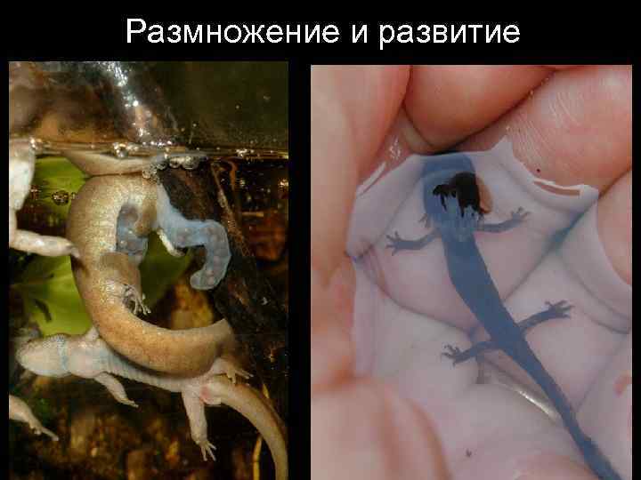 Размножение и развитие 
