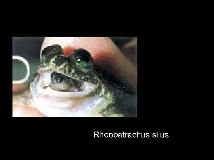 Rheobatrachus silus 