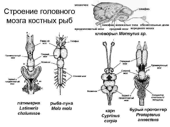 К какому классу относится животное строение головного мозга которых показано на рисунке