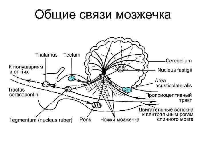 Схема межнейрональных связей в коре мозжечка структурные взаимосвязи