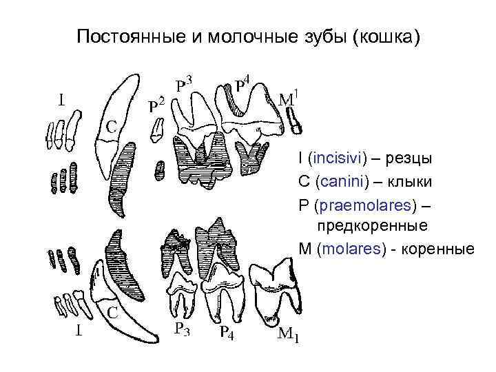 Постоянные и молочные зубы (кошка) I (incisivi) – резцы С (canini) – клыки Р
