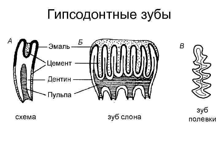 Гипсодонтные зубы схема зуб слона зуб полевки 
