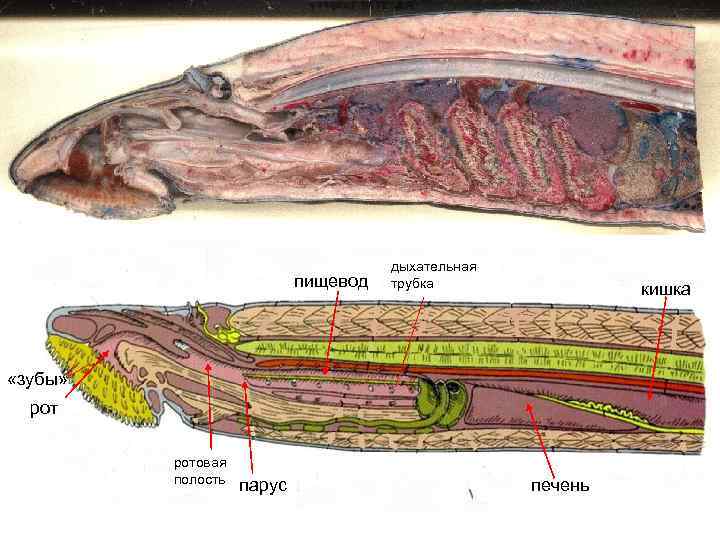 пищевод дыхательная трубка кишка «зубы» ротовая полость парус печень 