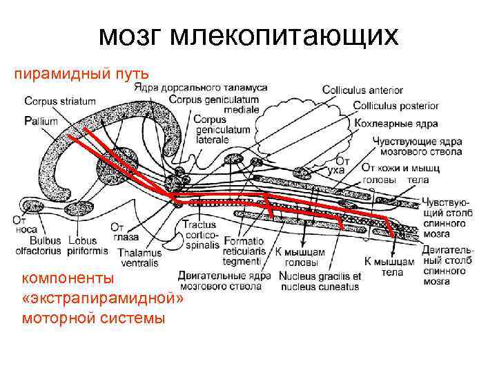 мозг млекопитающих пирамидный путь компоненты «экстрапирамидной» моторной системы 