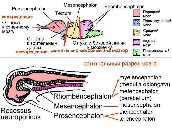 хеморецепция фоторецепция двигательно-моторный анализатор сагиттальный разрез мозга myelencephalon (medulla oblongata) metencephalon (cerebellum) mesencephalon diencephalon