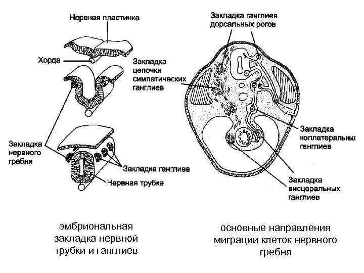 эмбриональная закладка нервной трубки и ганглиев основные направления миграции клеток нервного гребня 