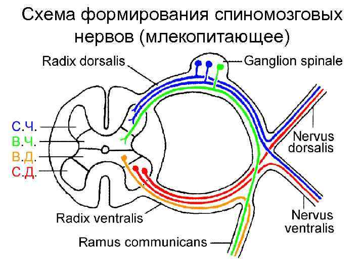 Схема формирования спиномозговых нервов (млекопитающее) 