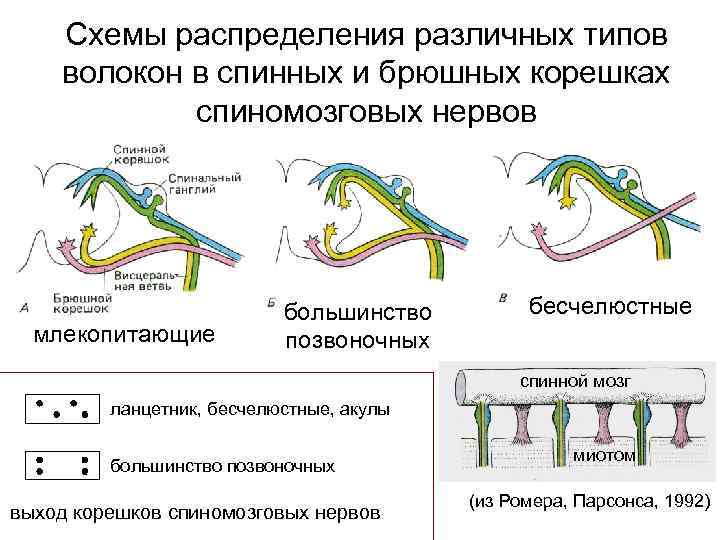 Схема распределения волокон