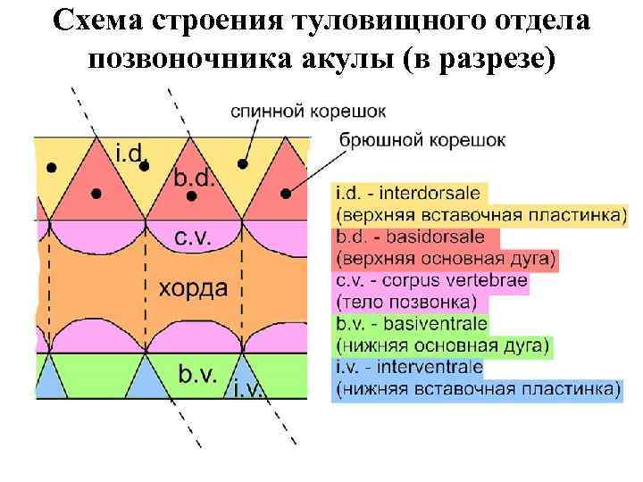 Схема строения туловищного отдела позвоночника акулы (в разрезе) 