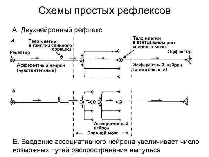 Схемы простых рефлексов А. Двухнейронный рефлекс Б. Введение ассоциативного нейрона увеличивает число возможных путей