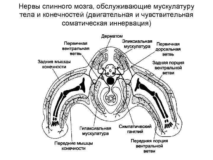 Нервы спинного мозга, обслуживающие мускулатуру тела и конечностей (двигательная и чувствительная соматическая иннервация) 