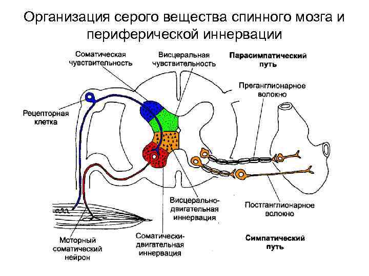 Организация серого вещества спинного мозга и периферической иннервации 