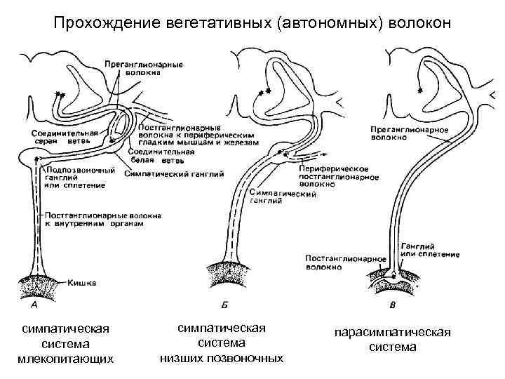 Прохождение вегетативных (автономных) волокон симпатическая система млекопитающих симпатическая система низших позвоночных парасимпатическая система 