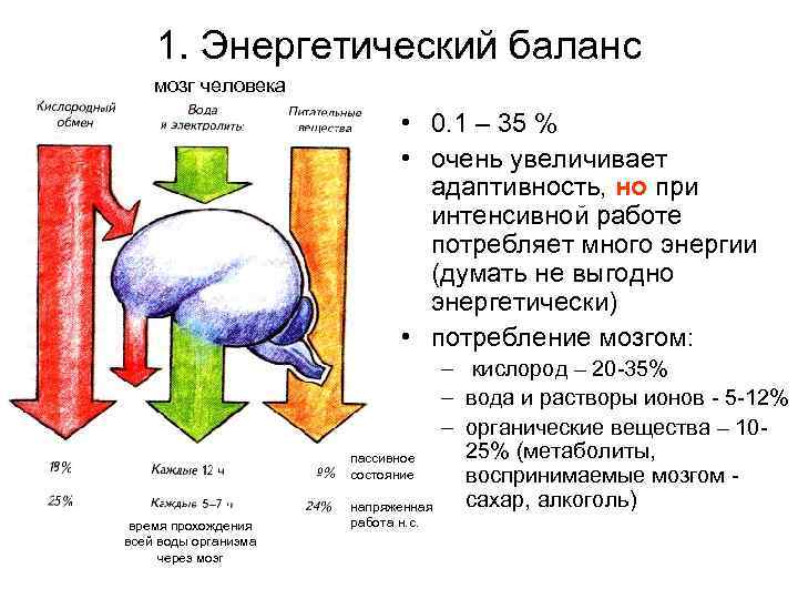 1. Энергетический баланс мозг человека • 0. 1 – 35 % • очень увеличивает