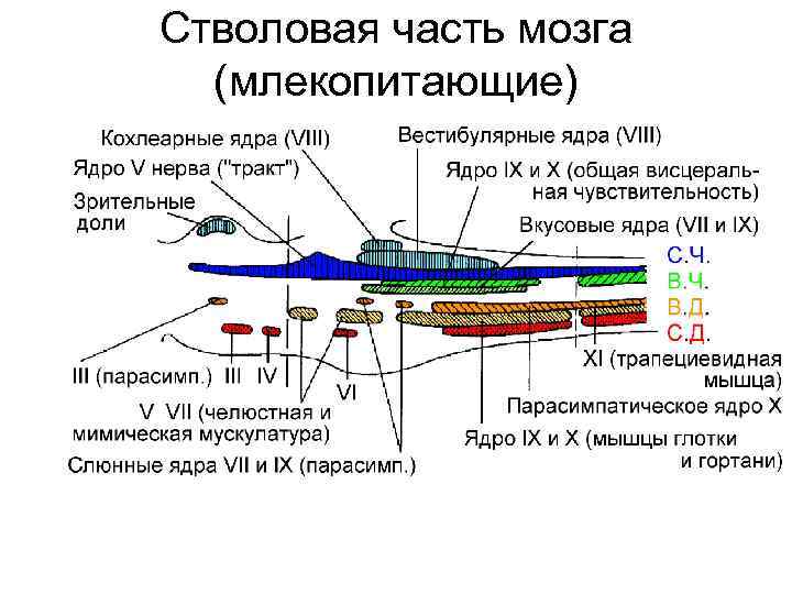 Стволовая часть мозга (млекопитающие) 