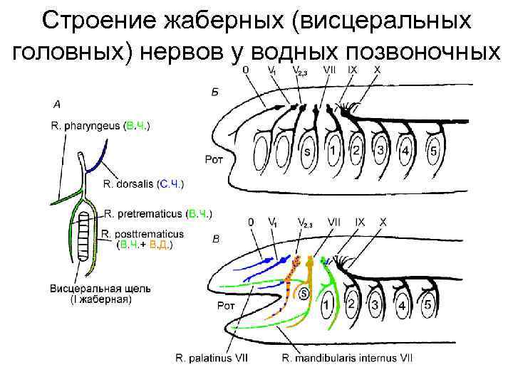 Строение жаберных (висцеральных головных) нервов у водных позвоночных 