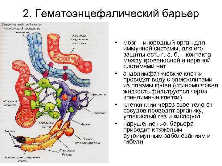 2. Гематоэнцефалический барьер • мозг – инородный орган для иммунной системы, для его защиты