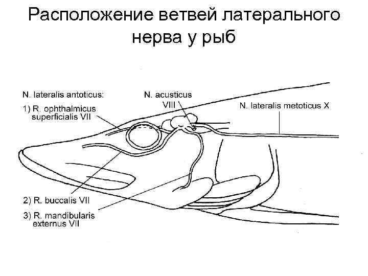Расположение ветвей латерального нерва у рыб 