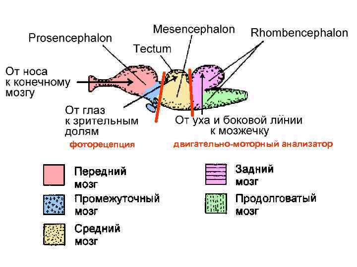 фоторецепция двигательно-моторный анализатор 