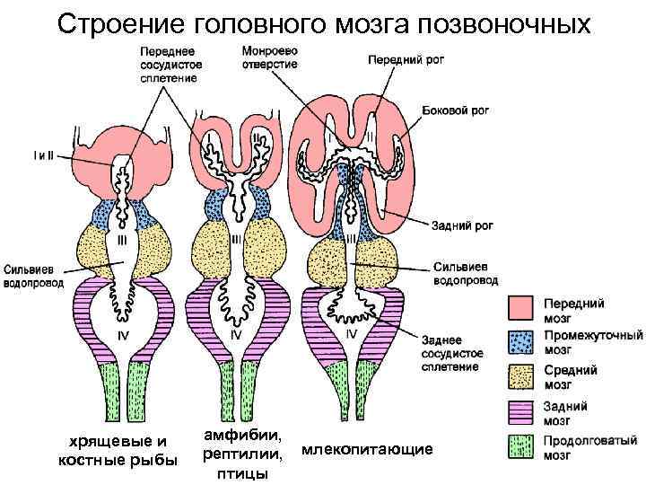 Строение головного мозга позвоночных хрящевые и костные рыбы амфибии, рептилии, птицы млекопитающие 