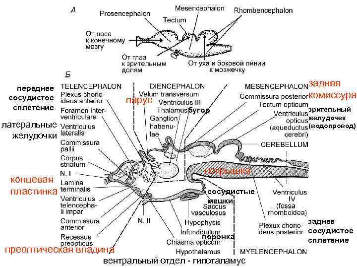 переднее сосудистое сплетение задняя комиссура парус бугор латеральные желудочки зрительный желудочек (водопровод) покрышка концевая
