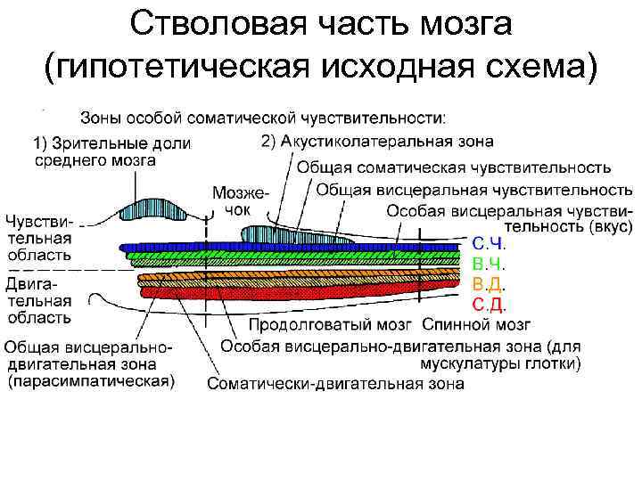 Стволовая часть мозга (гипотетическая исходная схема) 