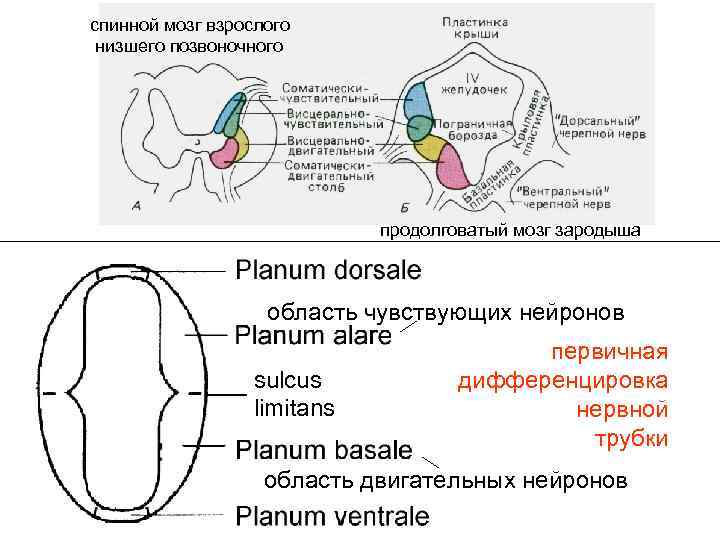 спинной мозг взрослого низшего позвоночного продолговатый мозг зародыша область чувствующих нейронов sulcus limitans первичная