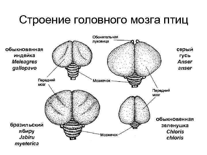 Строение головного мозга птиц обыкновенная индейка Meleagres gallopavo бразильский ябиру Jabiru myeterica серый гусь