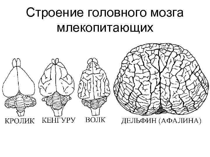 Строение головного мозга млекопитающих 