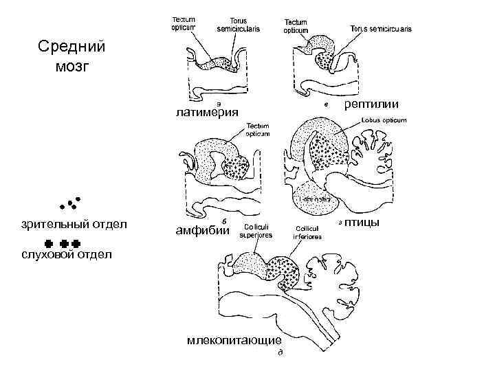 Средний мозг латимерия зрительный отдел амфибии слуховой отдел млекопитающие рептилии птицы 