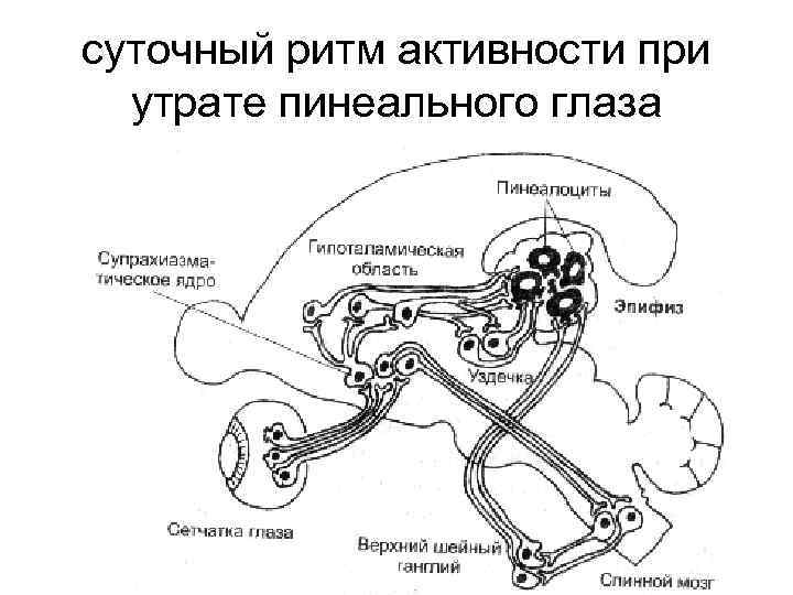 суточный ритм активности при утрате пинеального глаза 