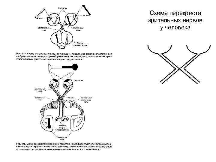 Зрительный перекрест рисунок