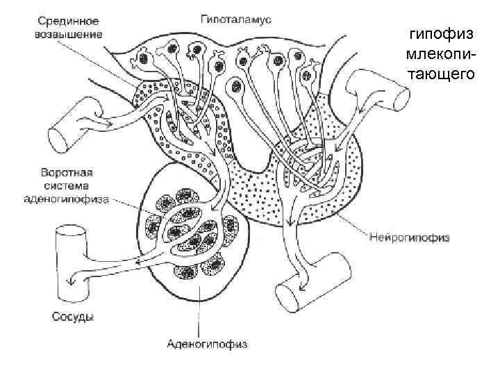 гипофиз млекопитающего 