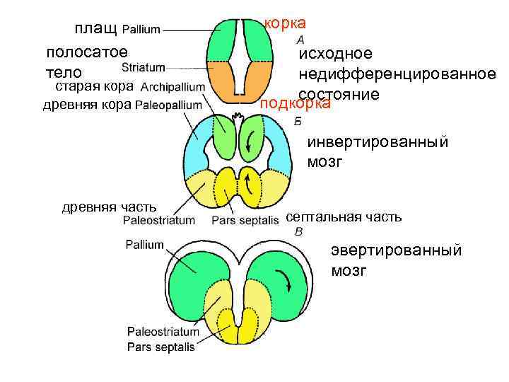 Исходный организм. Инвертированный головной мозг. Архипаллиум. Эвертированный конечный мозг у.