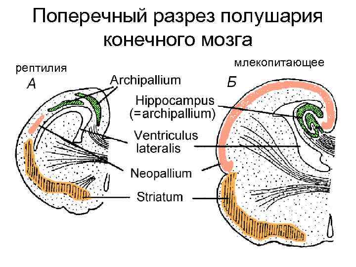 Поперечный разрез полушария конечного мозга рептилия млекопитающее 