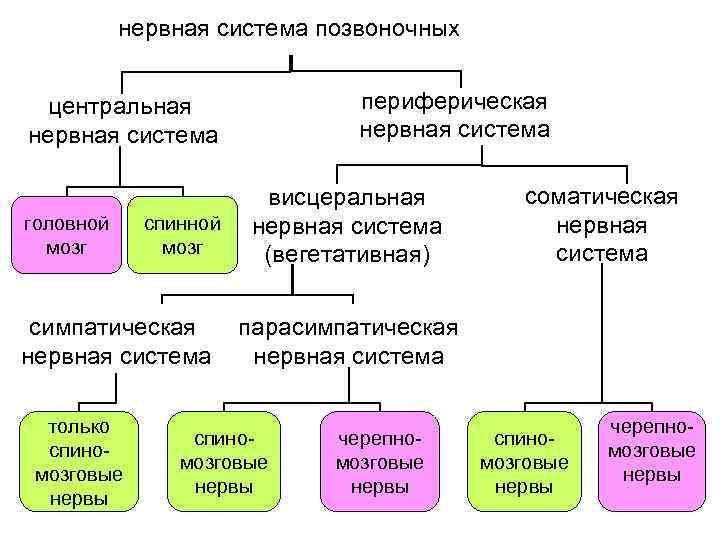 нервная система позвоночных периферическая нервная система центральная нервная система головной мозг спинной мозг симпатическая