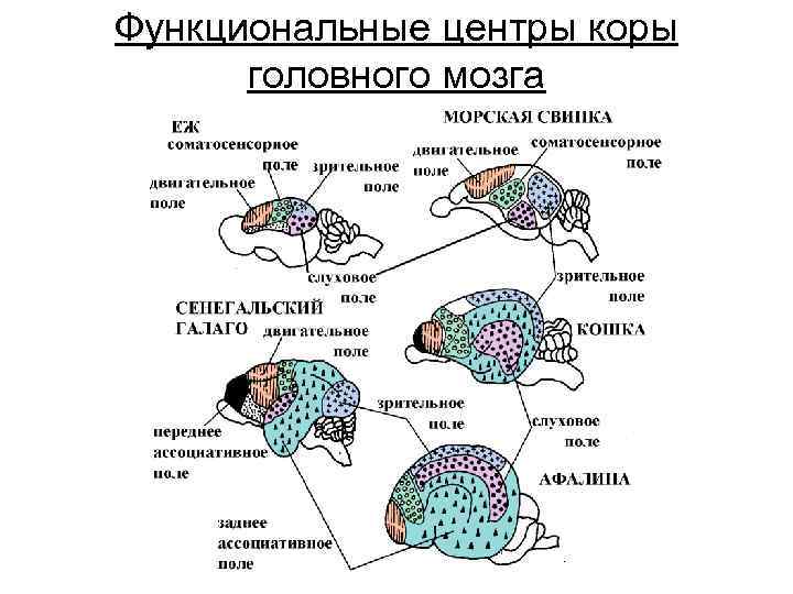Функциональные центры коры головного мозга 