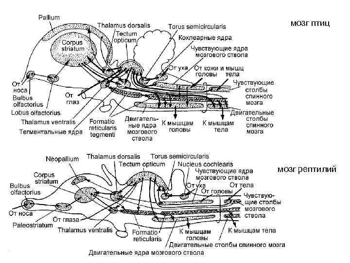мозг птиц мозг рептилий 