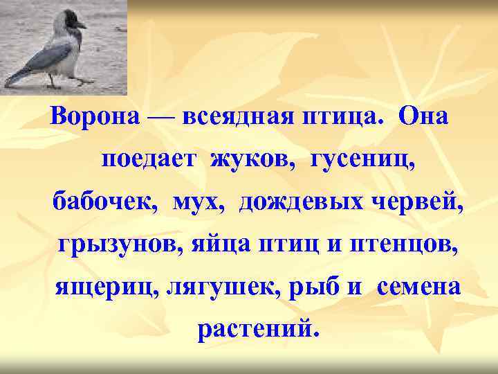 Ворона — всеядная птица. Она поедает жуков, гусениц, бабочек, мух, дождевых червей, грызунов, яйца