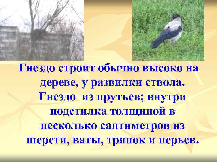 Гнездо строит обычно высоко на дереве, у развилки ствола. Гнездо из прутьев; внутри подстилка