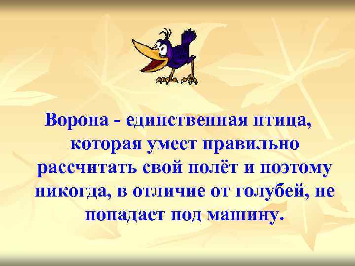 Ворона - единственная птица, которая умеет правильно рассчитать свой полёт и поэтому никогда, в