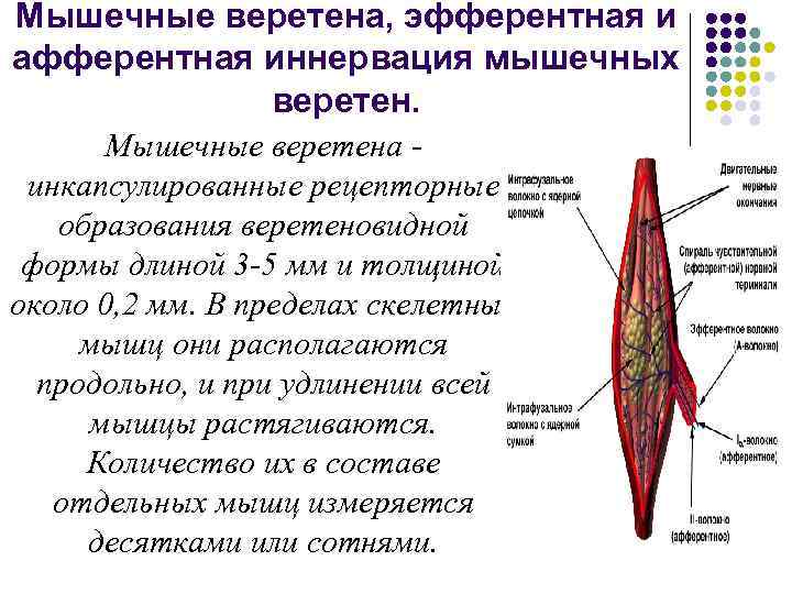 Иннервация мышц. Строение нервно-мышечного веретена. Строение и функции мышечного веретена. Строение мышечного веретена физиология. Мышечное Веретено физиология строение функции.