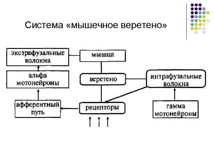 Система «мышечное веретено» _______________________ 