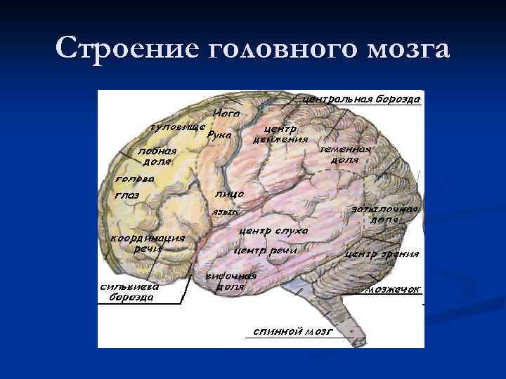Строение головного мозга 