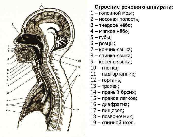 Центральный речевой аппарат картинки